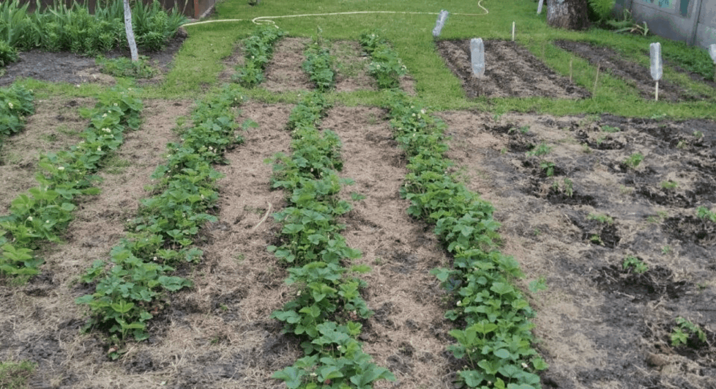 Приїхала на дачу після холодів і охнула: полуниці потрібна термінова допомога! 1 обробка врятувала врожай 