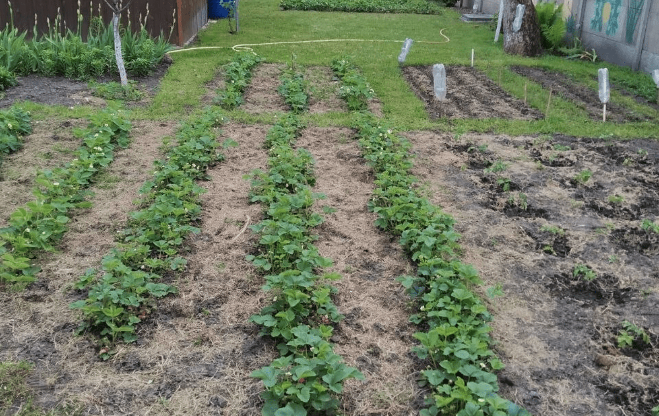Садівники розповіли, як відновити полуницю після весняних холодів. Фото: Добрі новини