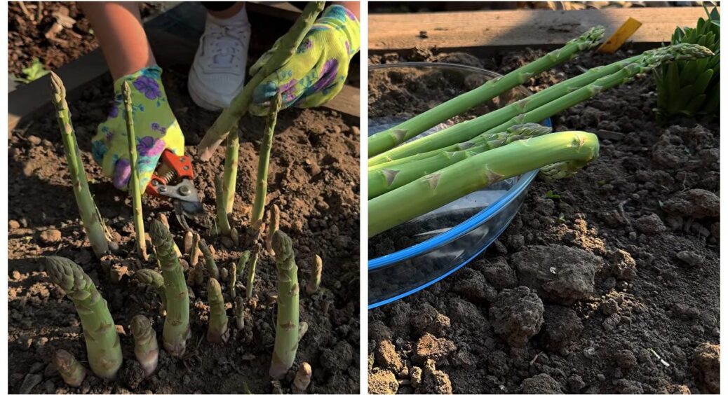 Я вже 2 роки вирощую спаржу: розповідаю без прикрас, як доглядати за нею та уникати типових помилок 