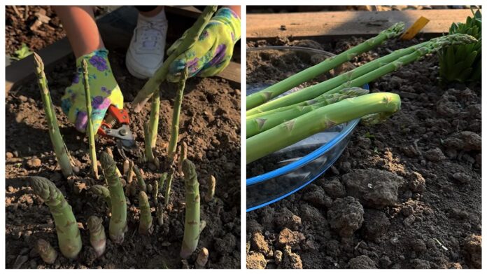 Городники розповіли, як правильно доглядати за спаржею. Фото: YouTube Корисні Корисності