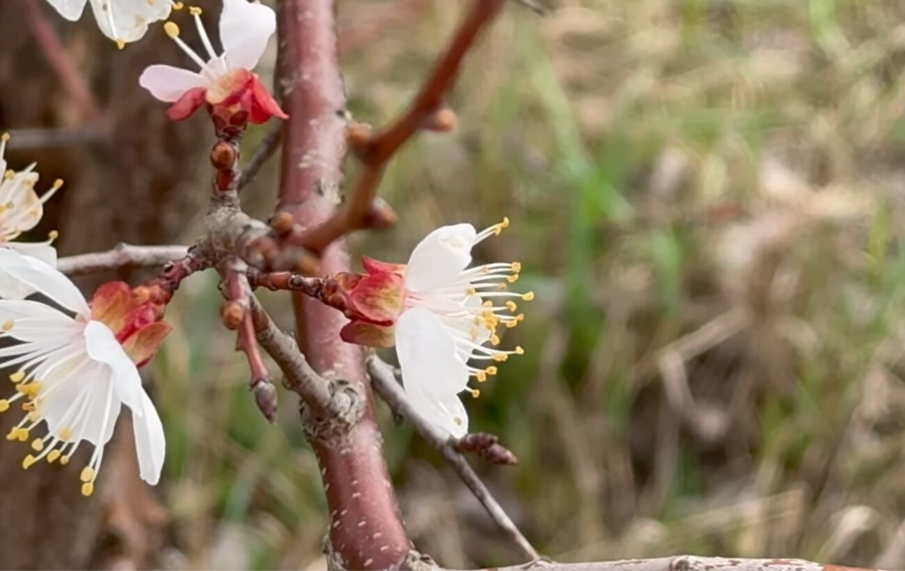 Садівники порадили, чим обробити сад від бронзівки. Фото: YouTube ФАЙНА ДАЧА