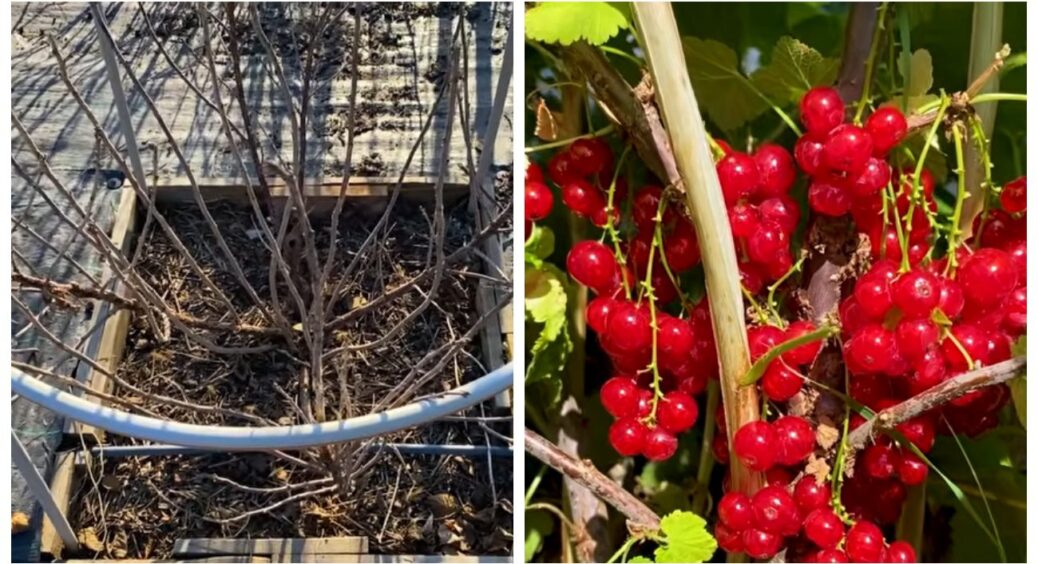 Обрізаю порічку, як радила кума з села – ягоди як на підбір: залишаю 60 см, щоб спровокувати розгалуження 