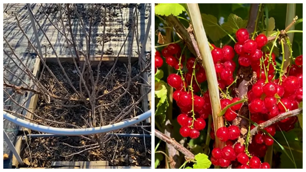 Садівники розповіли, як правильно обрізати порічку. Фото: YouTube Корисне TV