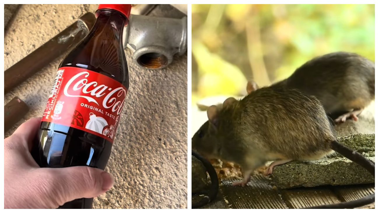 Експерти порадили дієвий рецепт позбавитися від гризунів.  Фото: YouTube Dodaj, Umesi, Ispeci !
