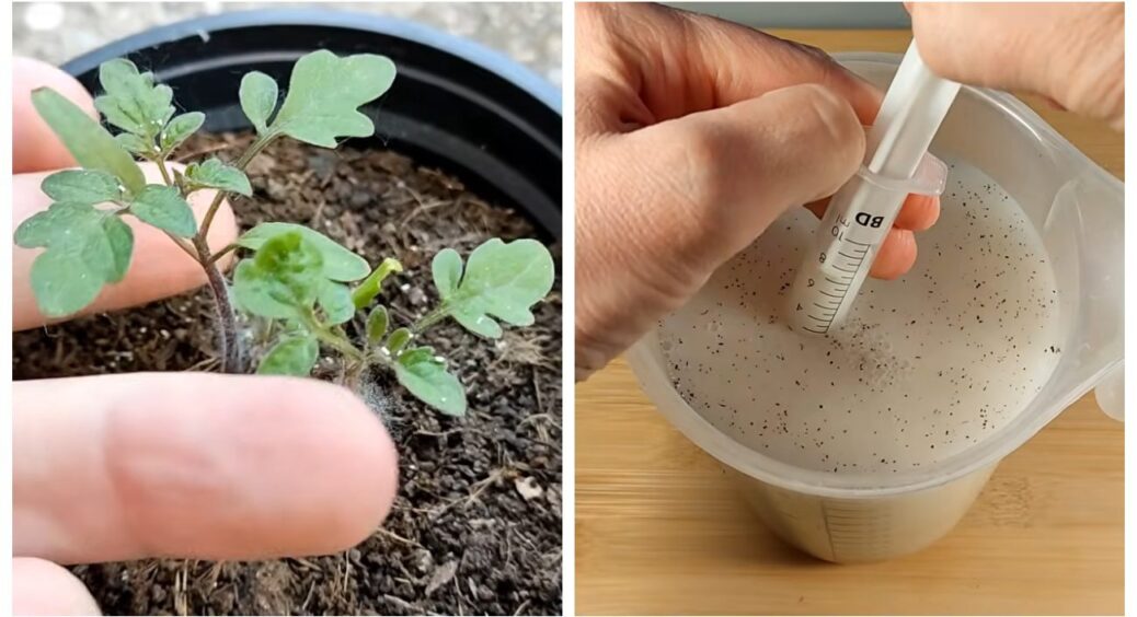 Відмахувалась від цього, бо вважала міфом, поки не побачила: 1 інгредієнт збільшує врожай томатів у 2 рази 