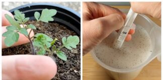 Городники поділились рецептом дієвої підгодівлі томатів. Фото: YouTube PLANTS