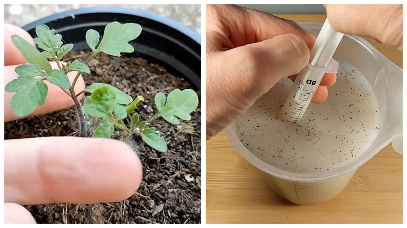 Городники поділились рецептом дієвої підгодівлі томатів. Фото: YouTube PLANTS