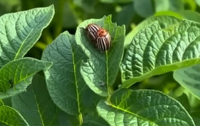 Городники розповіли про дію табака на колорадського жука. Фото: YouTube Dodaj, Umesi, Ispeci !