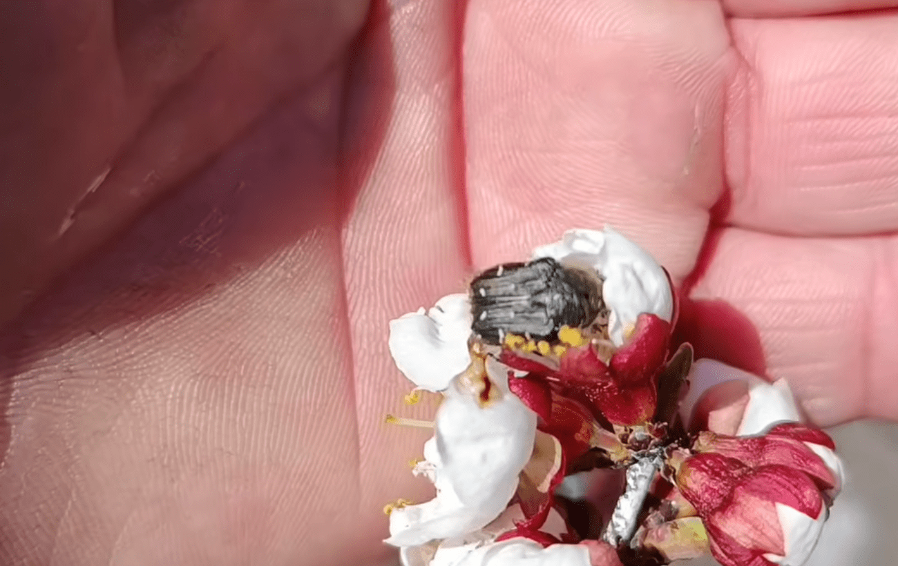 Садівники порадили, як позбавитися від шкідників на абрикосі. Фото: YouTube Фермерське життя, фундук -сад - город