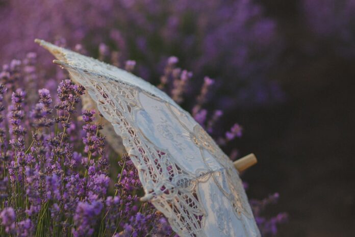 Садівники розповіли, як відновити кущі лаванди після весняних приморозків. Фото: Pexels