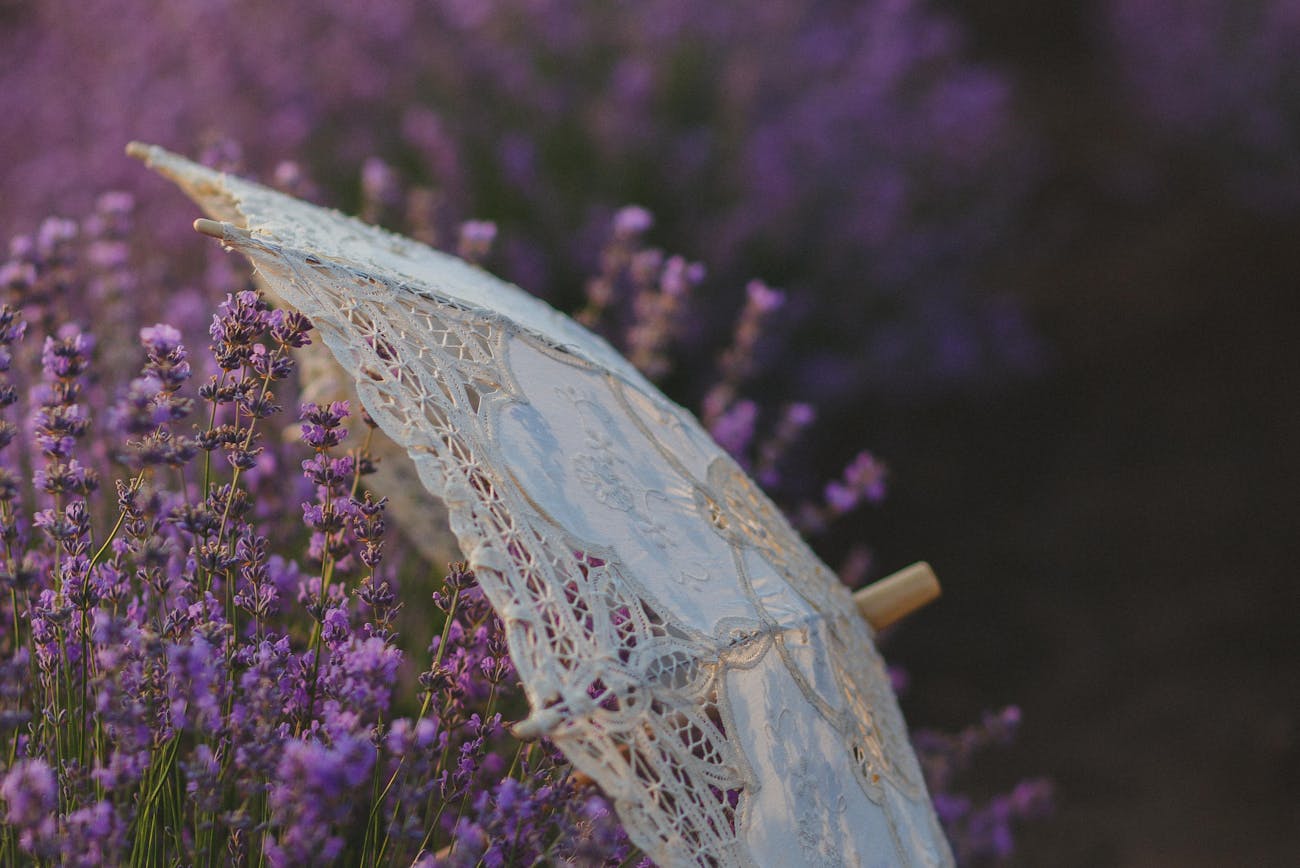 Садівники розповіли, як відновити кущі лаванди після весняних приморозків. Фото: Pexels