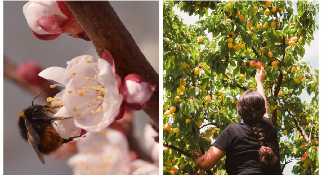 Цвіт абрикоса + дощ = ризик втратити все? Ні, якщо знати секрет: розповідаю, як врятувати майбутній урожай 