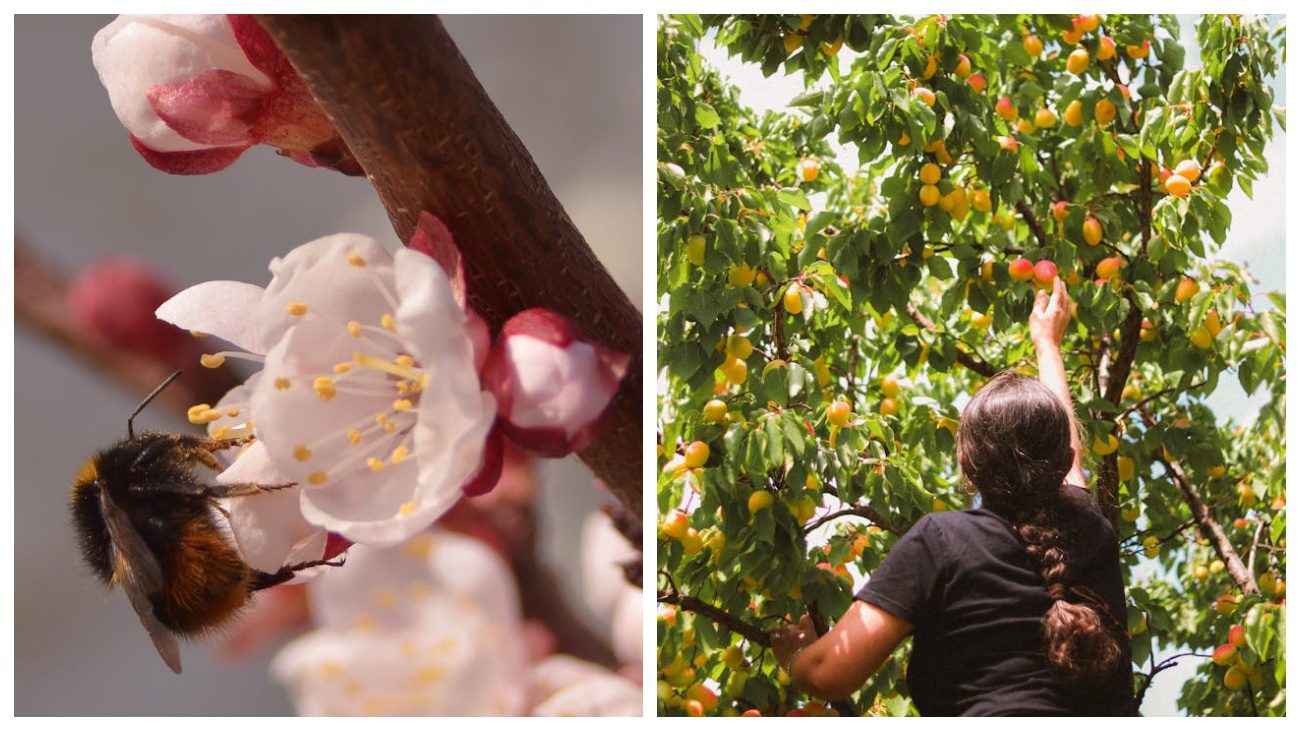 Садівники розповіли, що реально рятує зав'язь абрикоса від моніліозу. Фото: Pexels