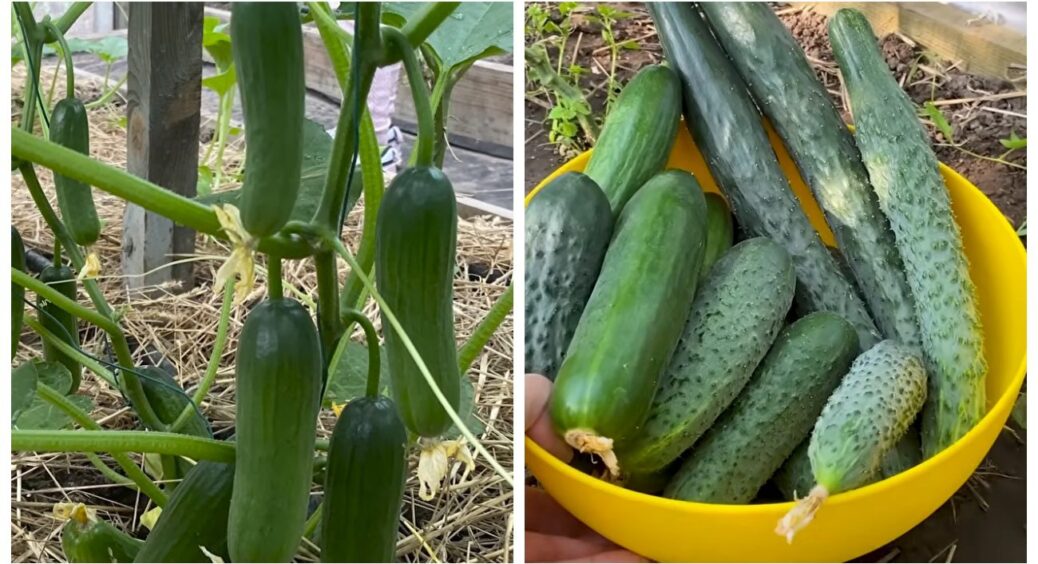 До 1 травня встигніть посіяти насіння огірків: що я роблю, щоб воно швидко проросло, а розсада не хворіла 