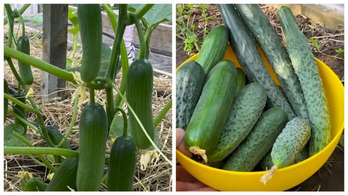 Городники дали поради щодо вирощування огірків з насіння. Фото: YouTube Корисне TV