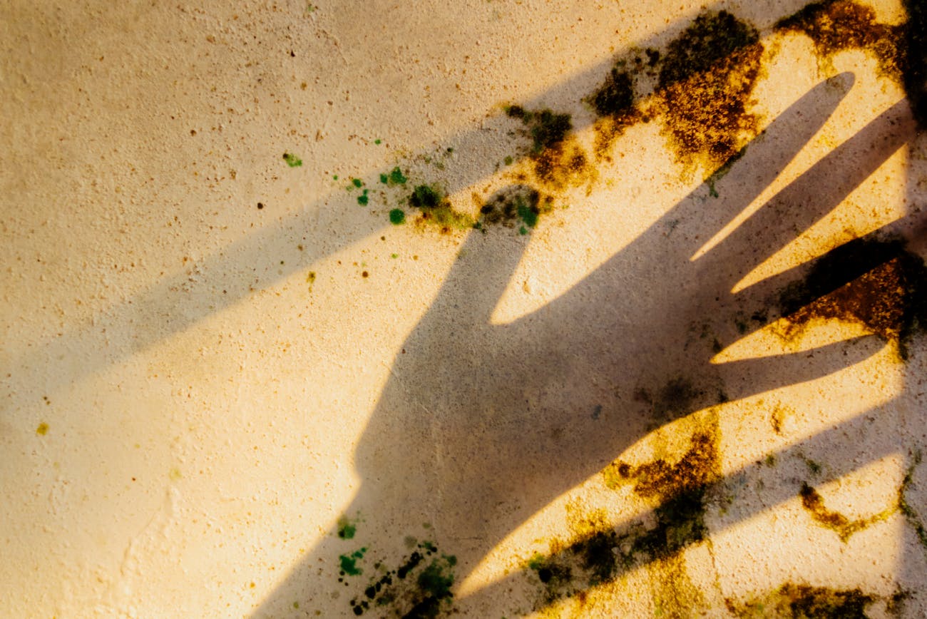 Експерти розповіли про помилки у боротьбі з цвіллю. Фото: Pexels