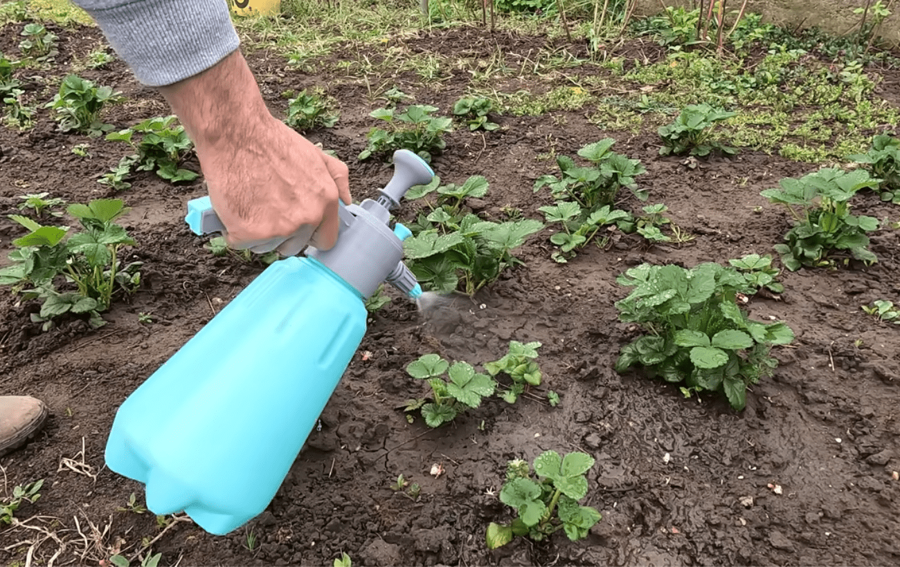 Садівники порадили аптечний засіб для ранньої підгодівлі полуниці. Фото: YouTube GRĂDINĂRIM ÎMPREUNĂ