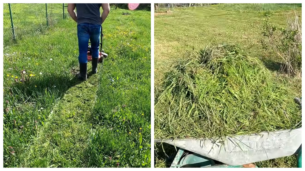 Дачники розповіли, як ефективно використовувати скошену траву. Фото: YouTube Lekovite Biljke