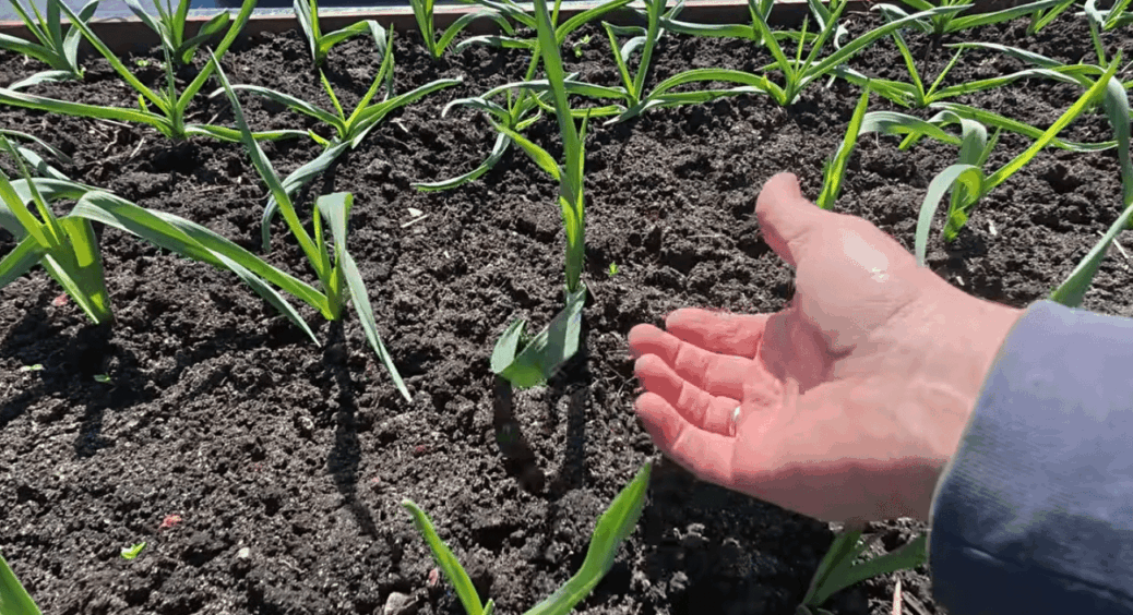 Жовтіє часник після холодів? Не панікуйте: я знайшла 1 обробку, яка повертає йому і силу, і красу 