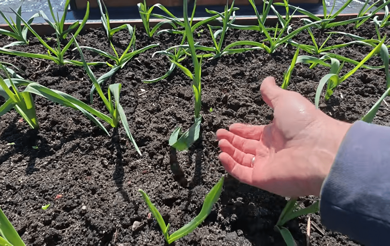 Городники розповіли, що зробити, якщо озимий часник пожовтів після холодів. Фото: YouTube Наша дача!