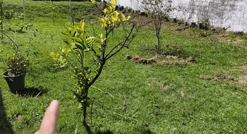 5 речей, які я обов’язково роблю перед цвітінням дерев: завдяки їм щороку збираю неймовірні врожаї 