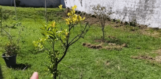 Садівники розповіли, як підготувати дерева до цвітіння. Фото: YouTube Loucos das Plantas
