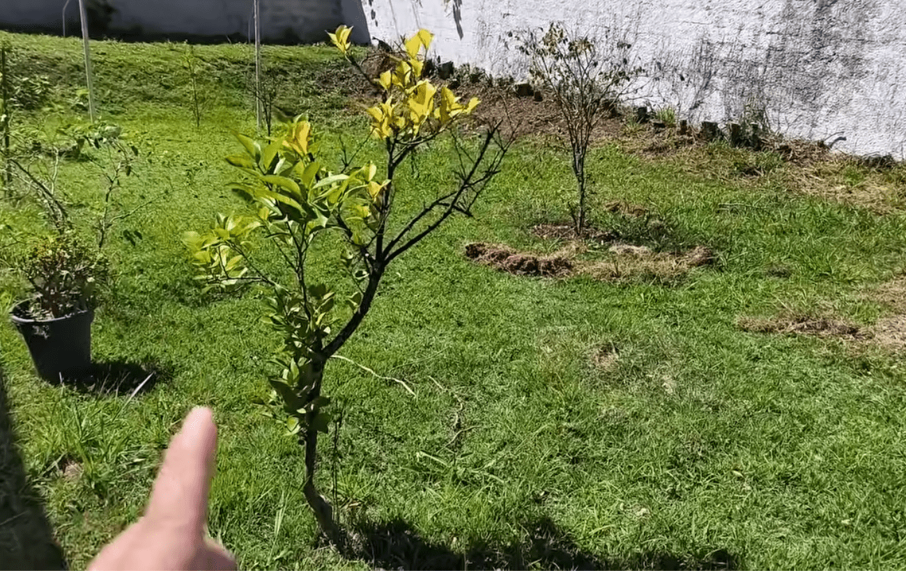 Садівники розповіли, як підготувати дерева до цвітіння. Фото: YouTube Loucos das Plantas