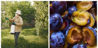 Садівники поділилися схемою сезонної обробки від сливової плодожерки. Фото: Pexels