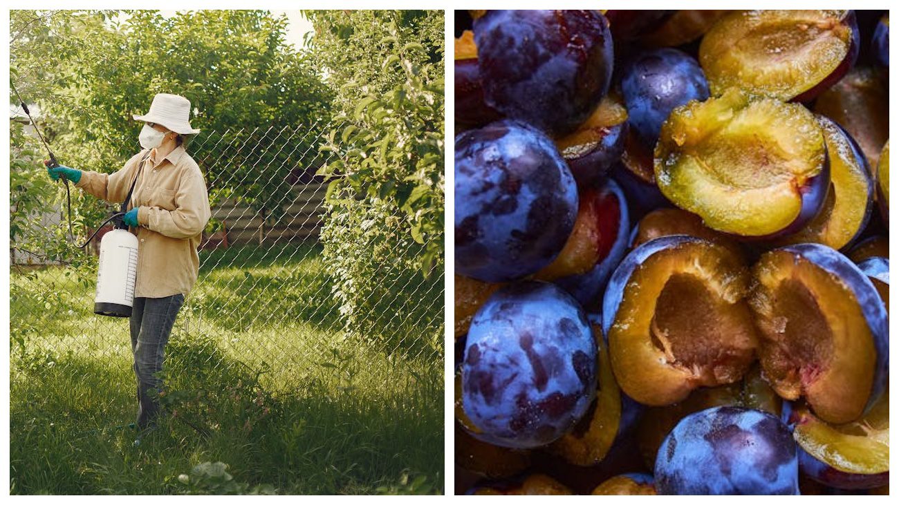 Садівники поділилися схемою сезонної обробки від сливової плодожерки. Фото: Pexels