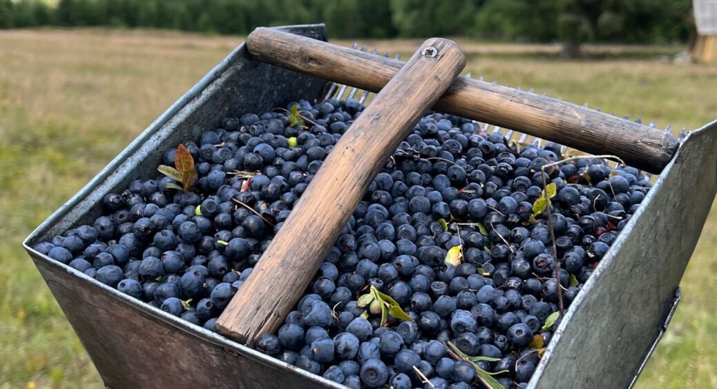 Від “посаджу якось” до “вау, скільки ягід!”: 5 кроків, що перетворили мої кущі лохини на рекордсменів 