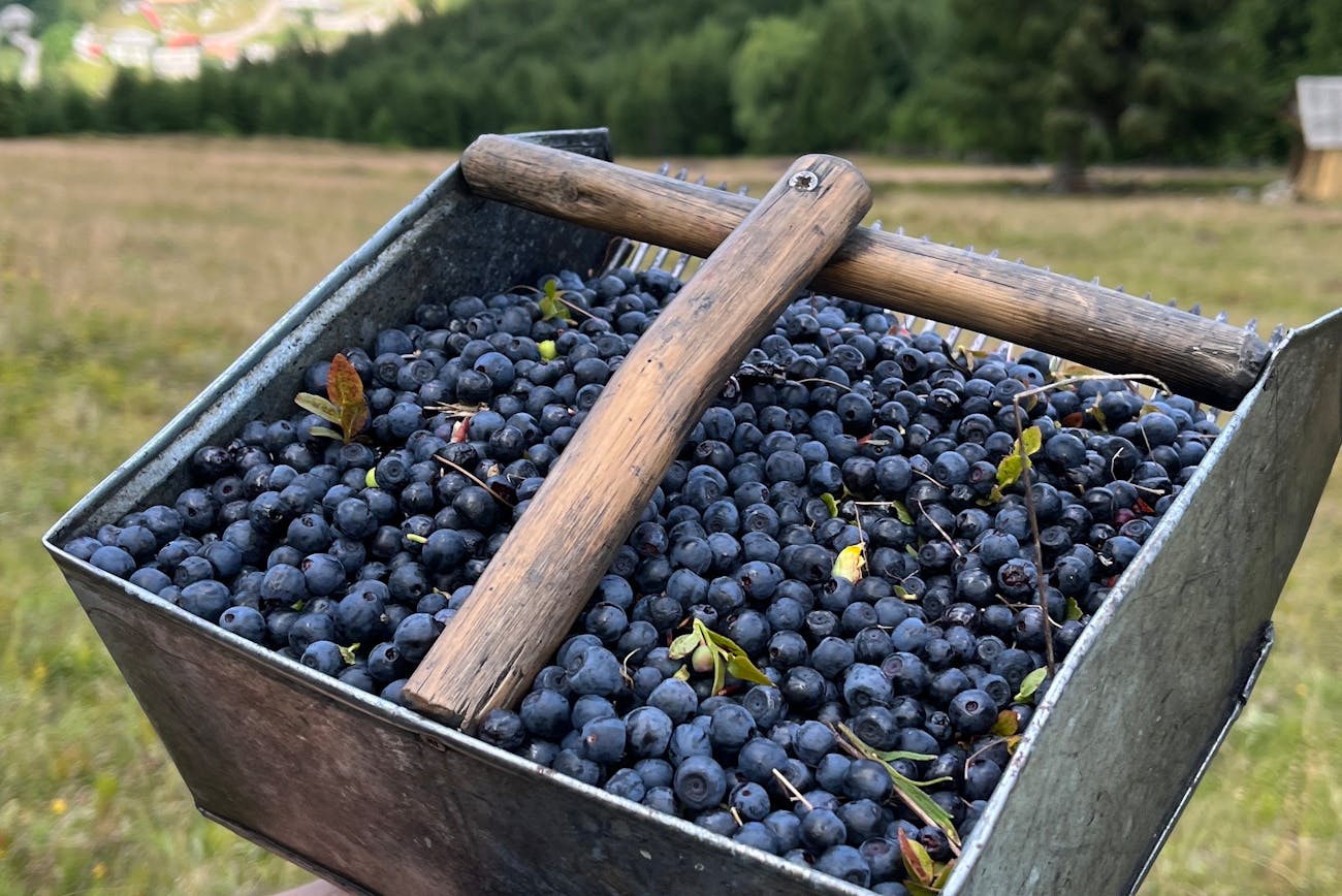 Садівники нагадали, як правильно доглядати за лохиною. Фото: Pexels