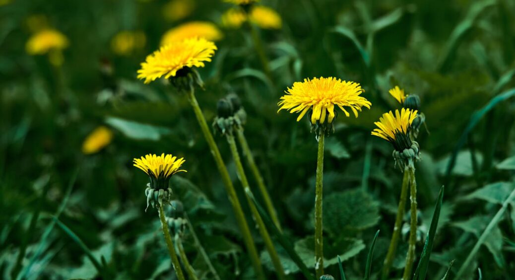Якщо для вас кульбаби — бур’ян, несіть мені! Готую з них 2 потужні добрива, від яких город просто божеволіє 