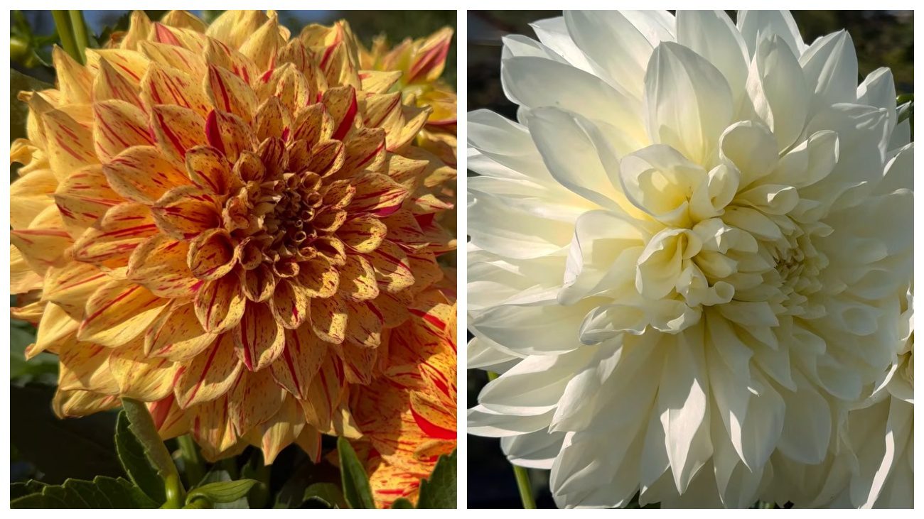 Квітникарі розповіли, як правильно посадити жоржину. Фото: YouTube Корисні Корисності