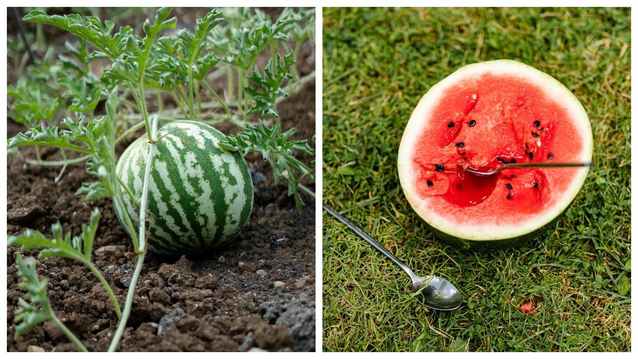 Городники розповіли, коли у цьому році саджати баштанні культури. Фото: Pexels