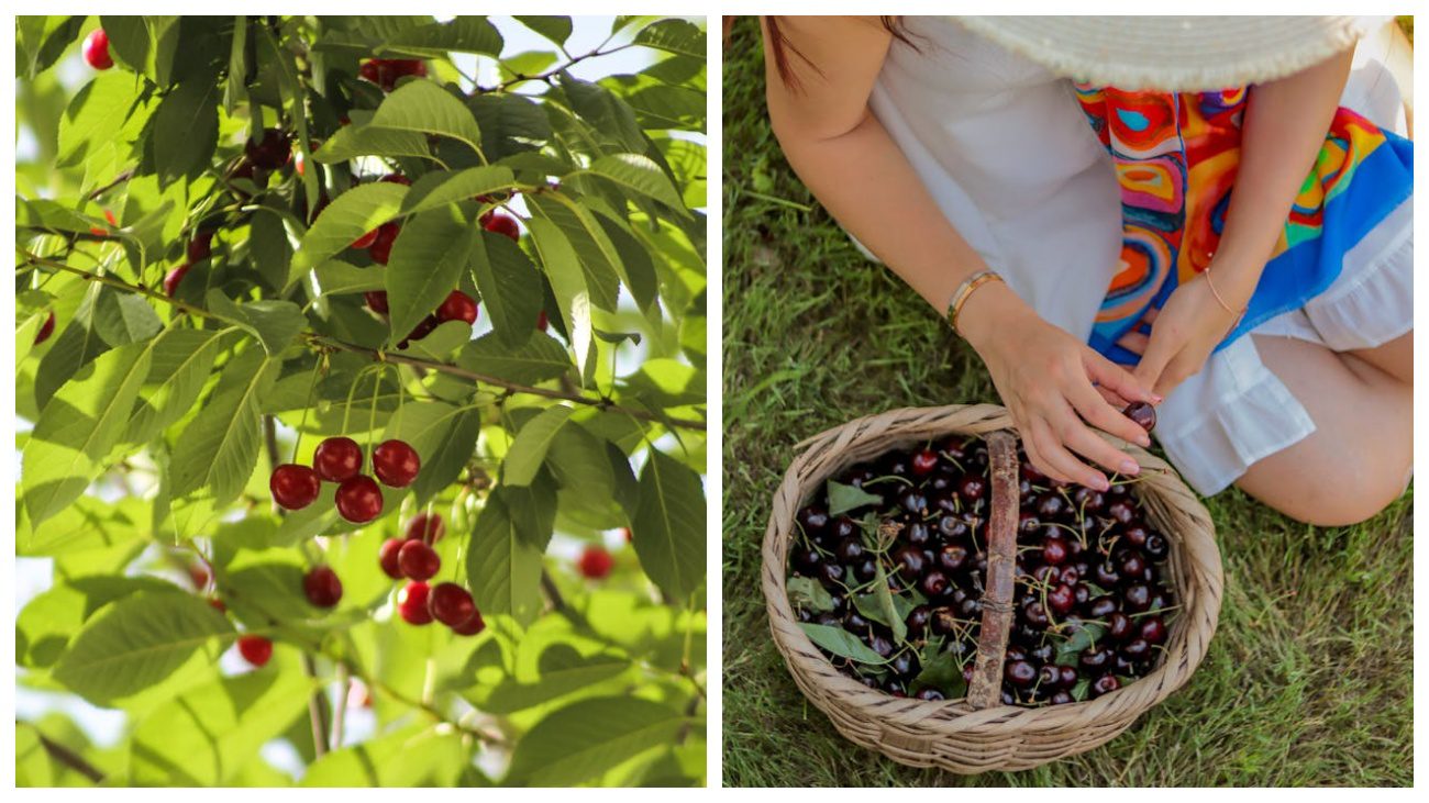 Садівники порадили метод щеплення черешні на вишню. Фото: Pexels