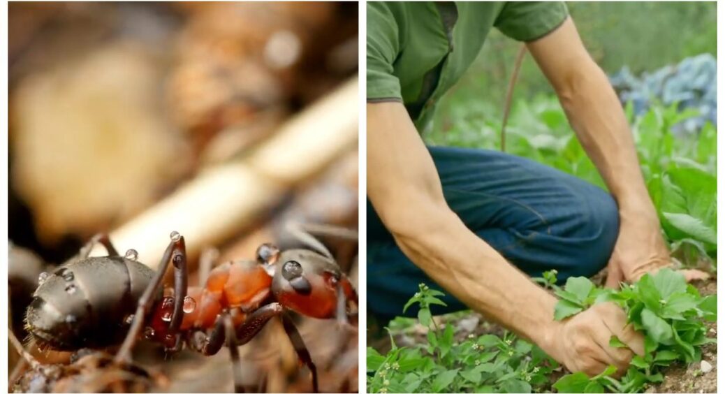 Легко роблю отруйну принаду від мурах: в 10 разів дешевша за магазинну. Котам та собакам не шкодить! 