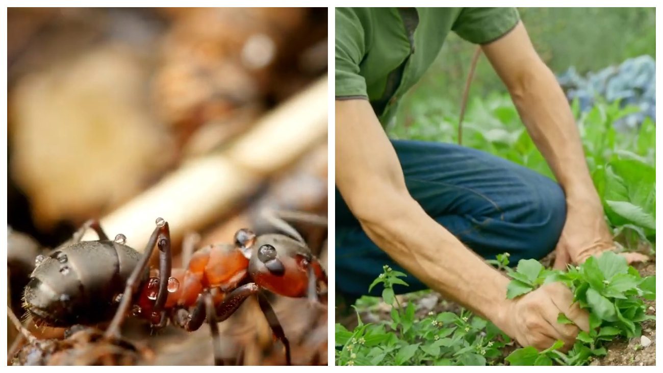 Городники розповіли, як власноруч приготувати пастку для мурах. Фото: YouTube Городниця з Одеси