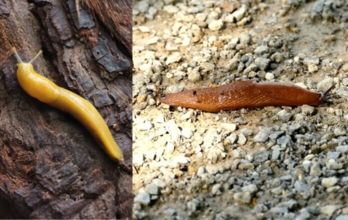 Садівники порадили дієвий рецепт позбутися від слимаків. Фото: YouTube PLANTS