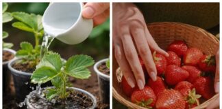 Садівники порадили доступне ефективне підживлення для полуниці. Фото: YouTube Gardener's advice