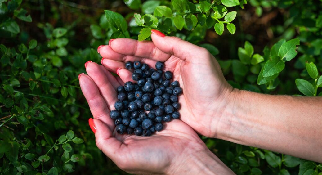 Прощавай, квітень! Саме зараз не забудьте підкинути по 50 г під кущ лохини: ваші ягоди будуть варті золота 