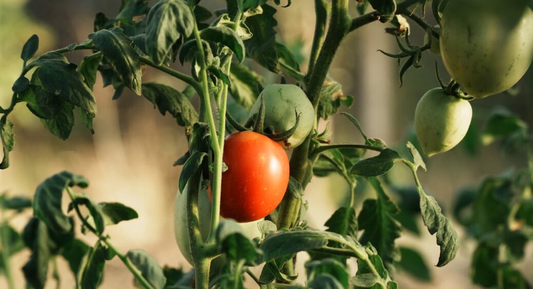 Не ходжу більше по магазинах: роблю найкраще добриво для томатів прямо на кухні — всього 1 ложка! 
