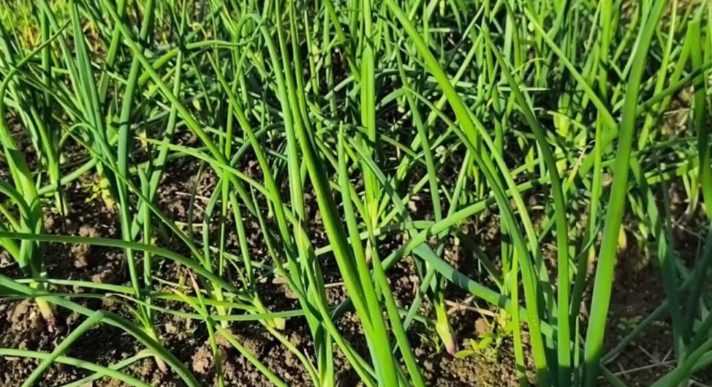 Мій брат-вундеркінд і його секрети: від цибулевої мухи до підживлення — як зробити цибулю здоровою і смачною 