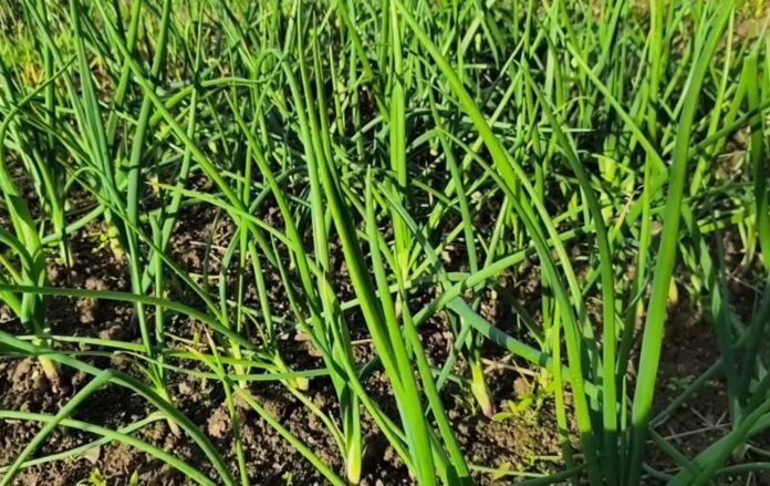Городники розповіли нюанси догляду за цибулею. Фото: YouTube Моя Дача, Сад, Город та Все Довкола Них