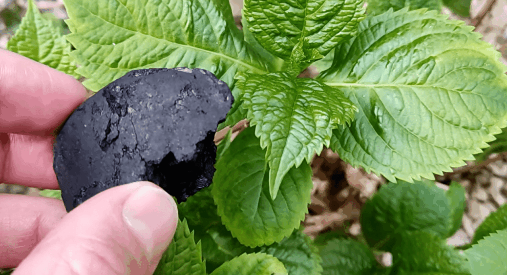 Не поспішайте викидати те, що залишилося після барбекю: рецепт добрива з кропивою. Вистачає на 1000 рослин 