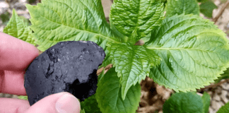 Городники порадили рецепт ефективного підживлення з вугілля. Фото: YouTube Natural Health