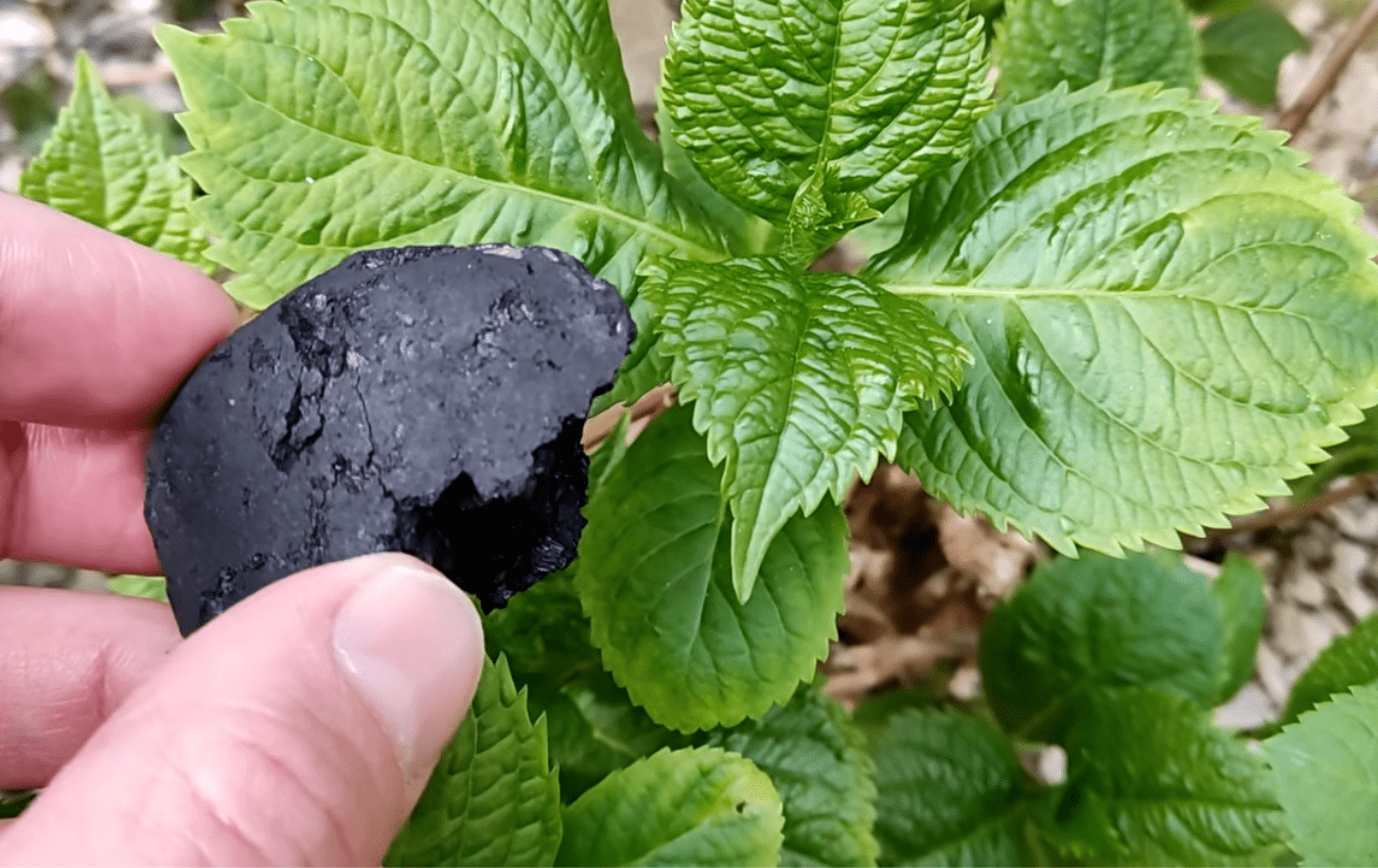 Городники порадили рецепт ефективного підживлення з вугілля. Фото: YouTube Natural Health