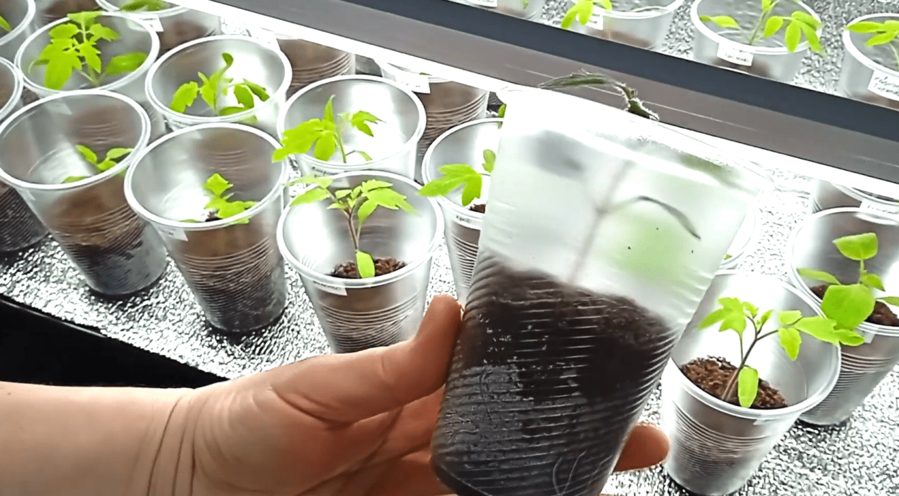 Яке добриво дати розсаді томатів, аби вона не витягувалась раніше часу. Фото: YouTube Чарівна грядка