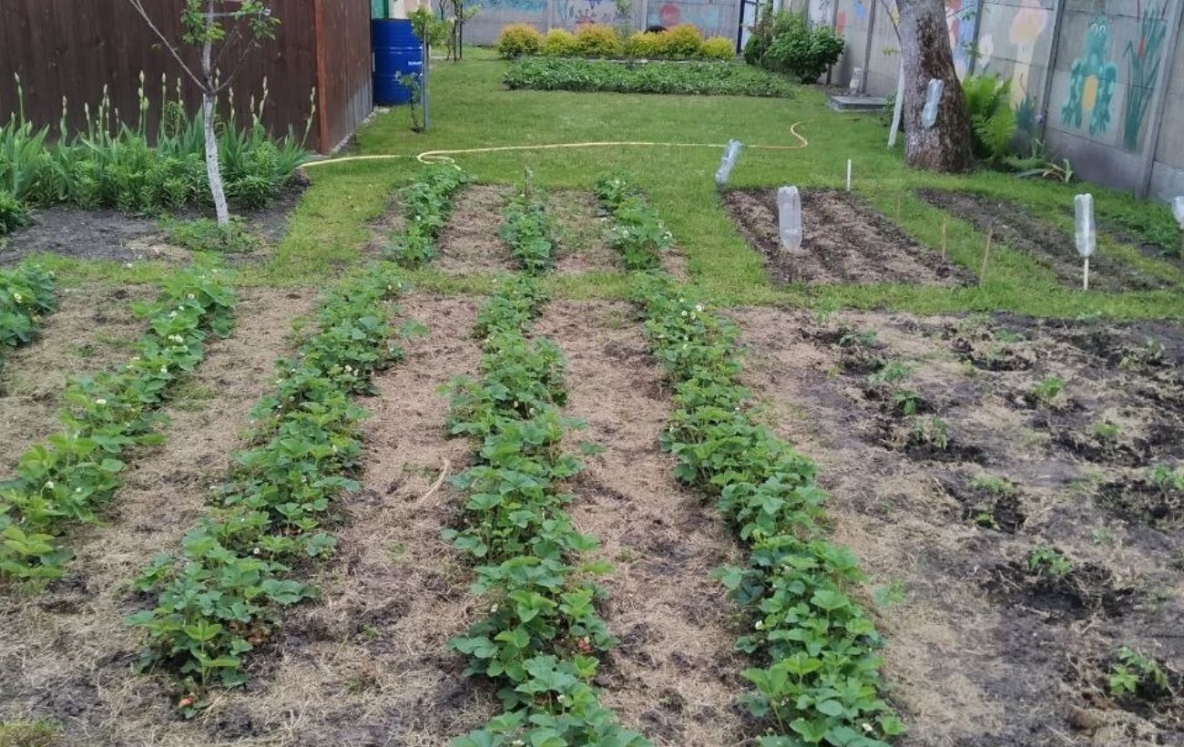 Городники розповіли, які сорти огірків найкраще обрати для посадки на ділянці. Фото: Добрі Новини