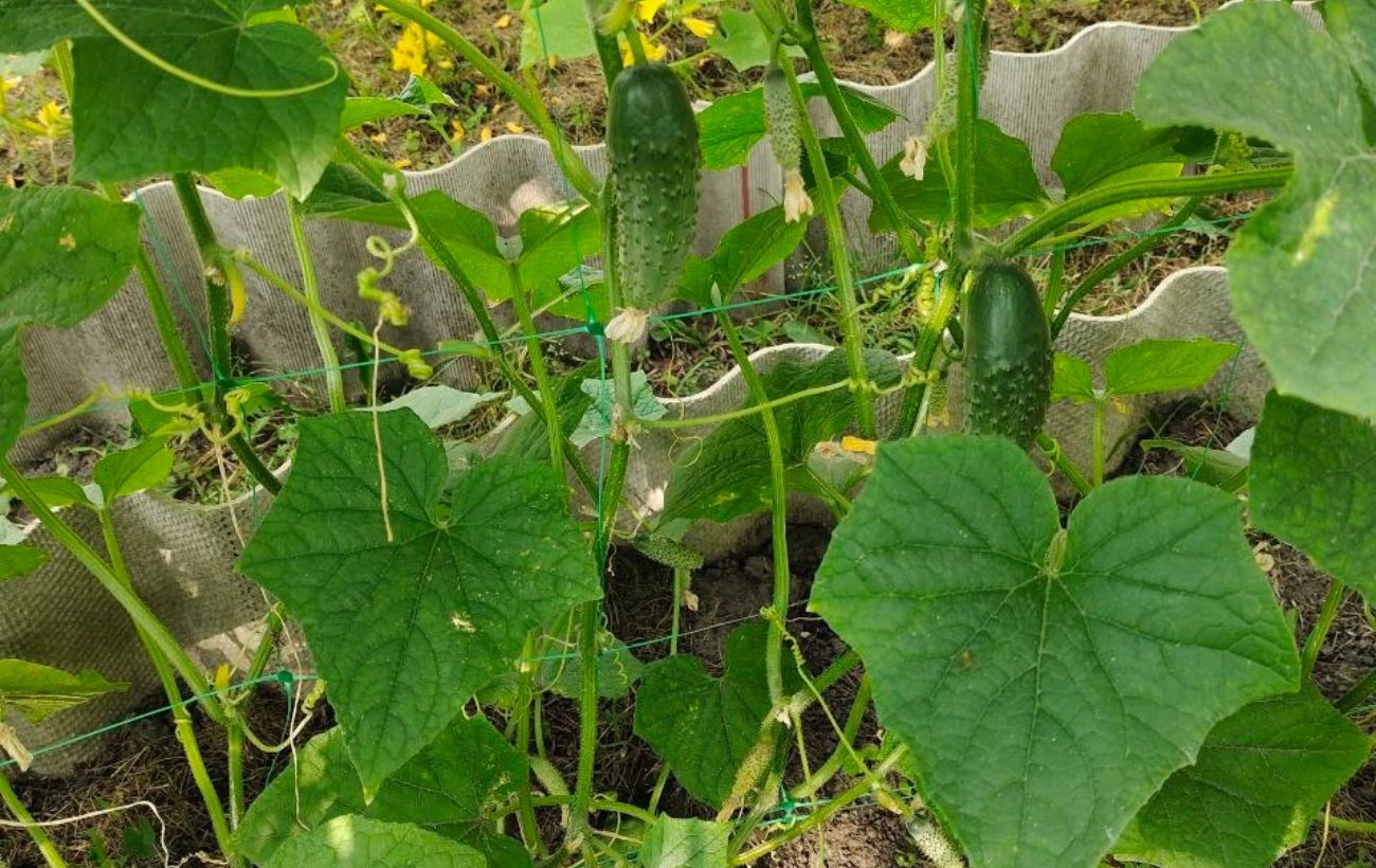 Який сорт огірків висадити на ділянці. Фото: Добрі Новини