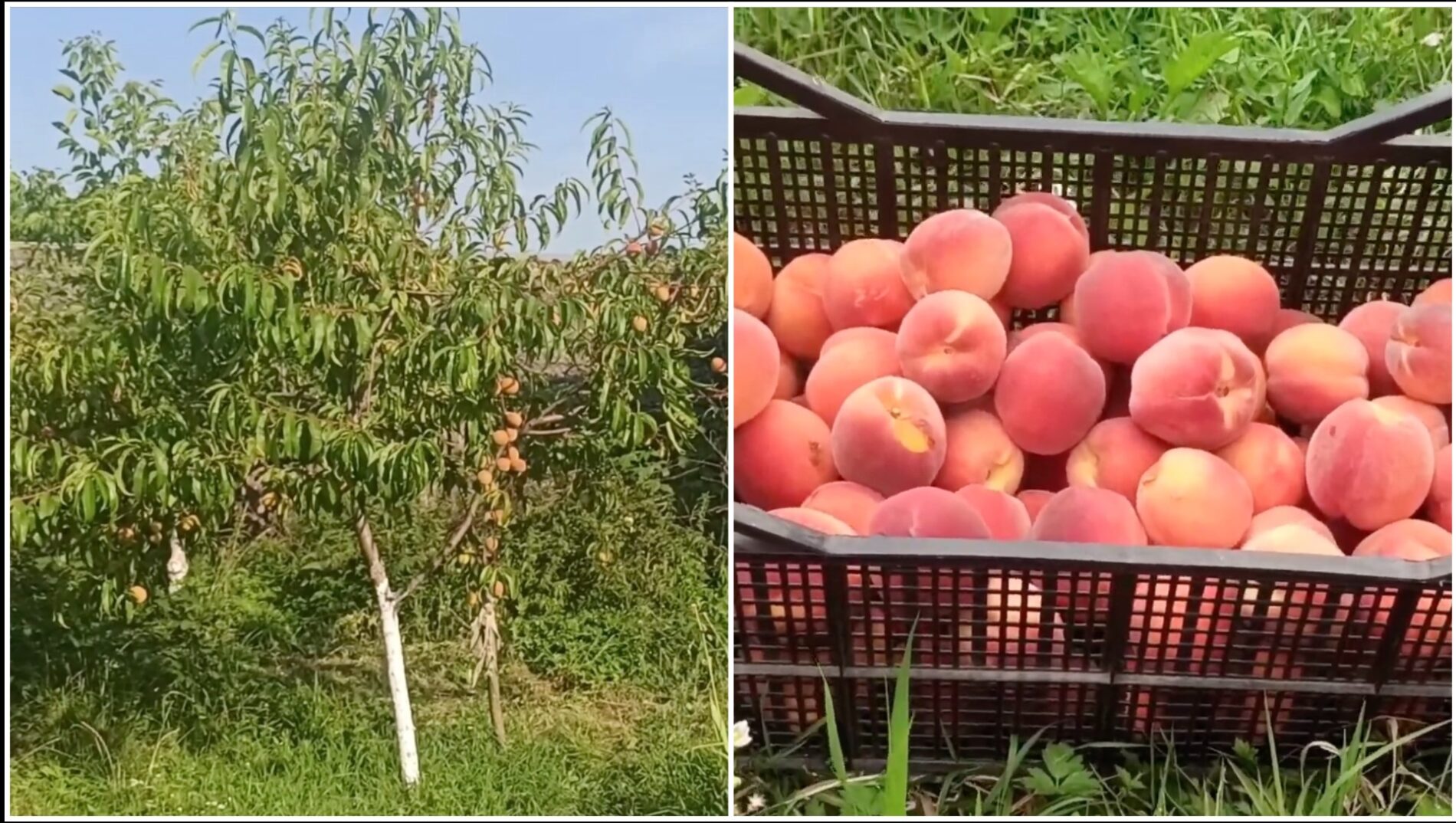 Садівники розповіли, як виростити персикове дерево. Фото: YouTube Sunshine